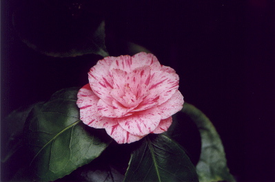 Japanese Flower Garden
