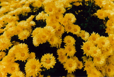 Lost in Yellow